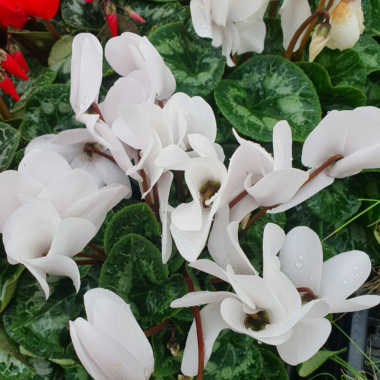 Cyclamen, Floraison: Blanc