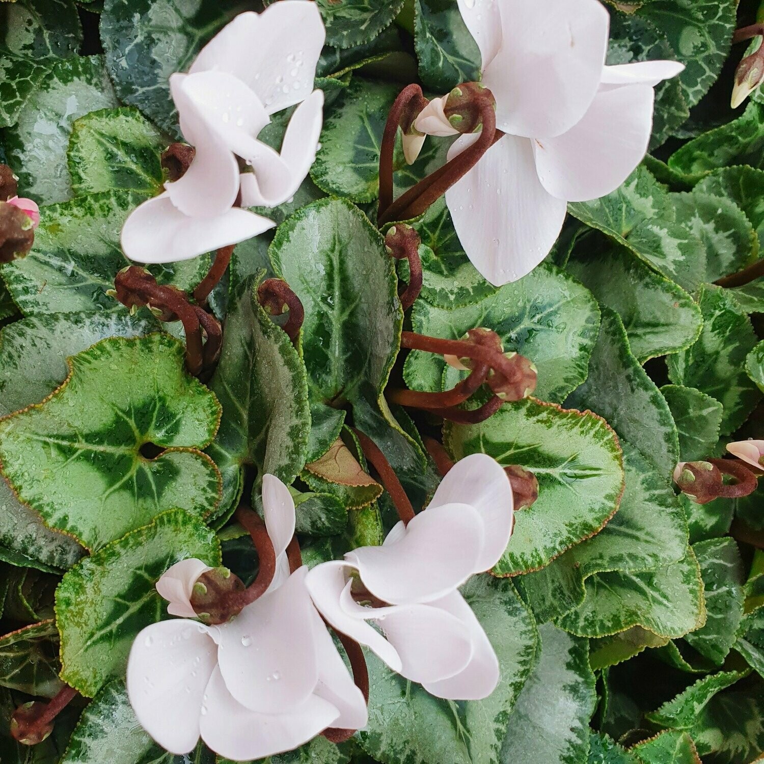 Cyclamen Mini, Floraison: Blanc