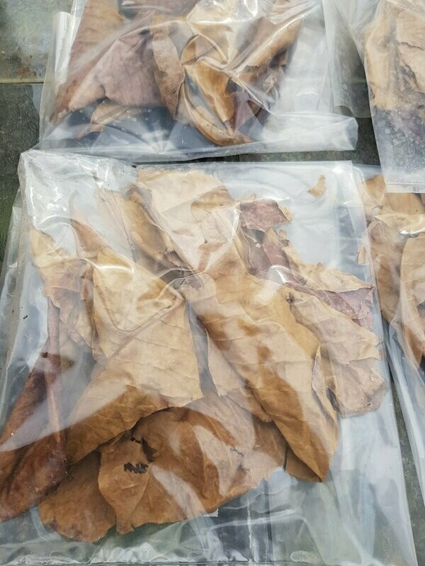 Feuilles de Catappa