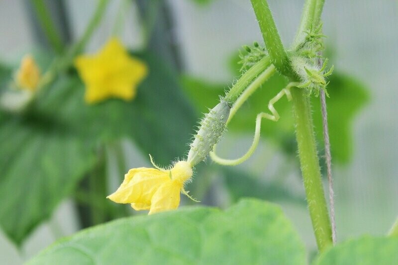 Cornichon