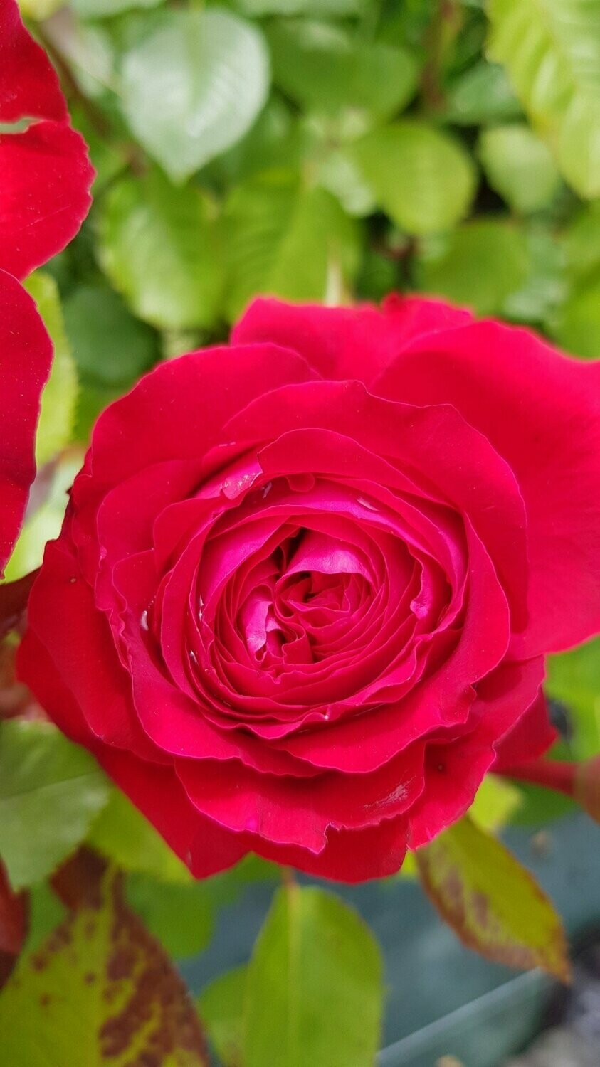 Rosier sur Tige Noémie de Rothschild