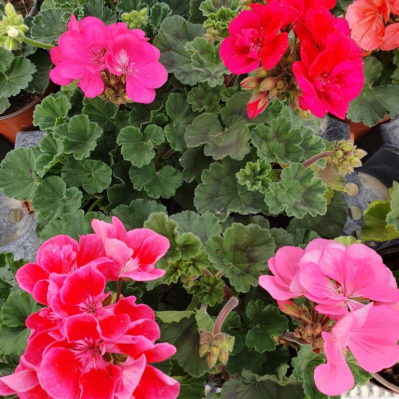 Geranium zonal