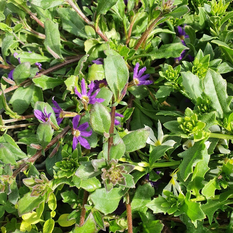 Scaevola