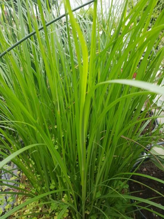 Cyperus Longus