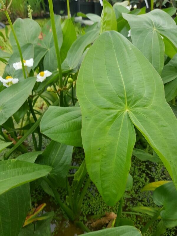 Sagittaria Latifolia