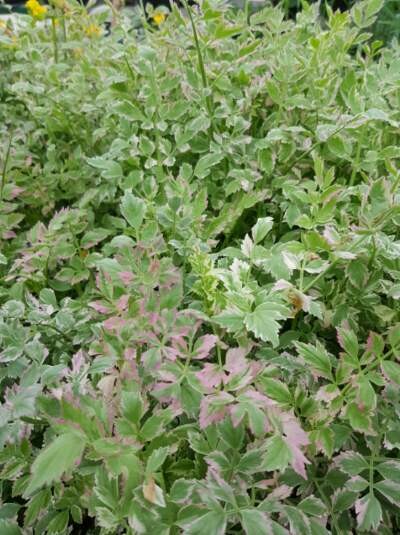 Oenanthe Japonica