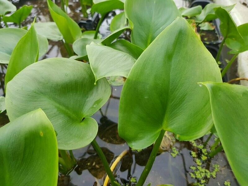 Calla Palustris