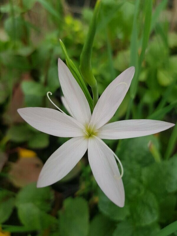 Schizostylus Coccinea blanc