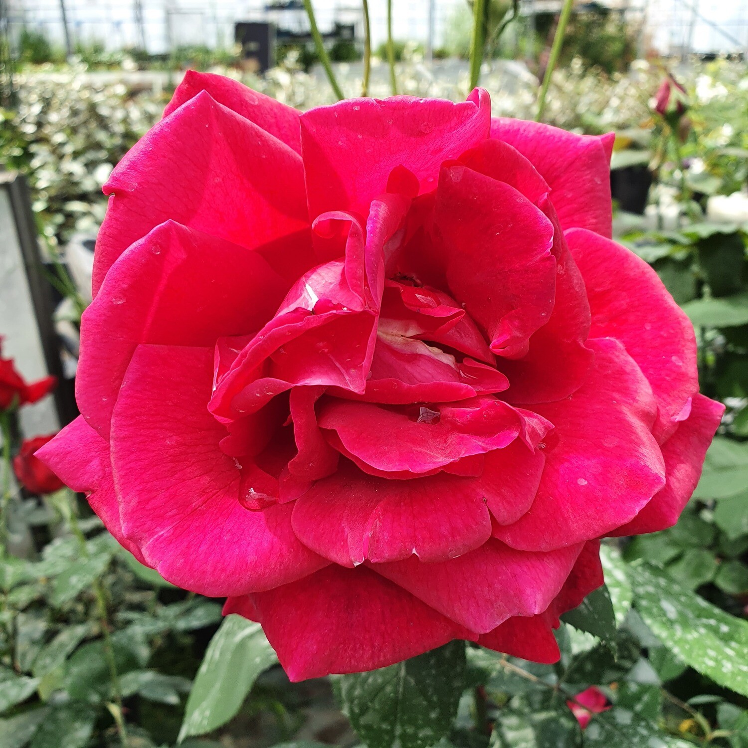 Rosier Buisson Ena Harkness