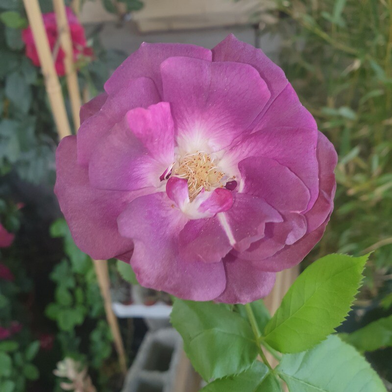 Rosier Grimpant Audacieuse