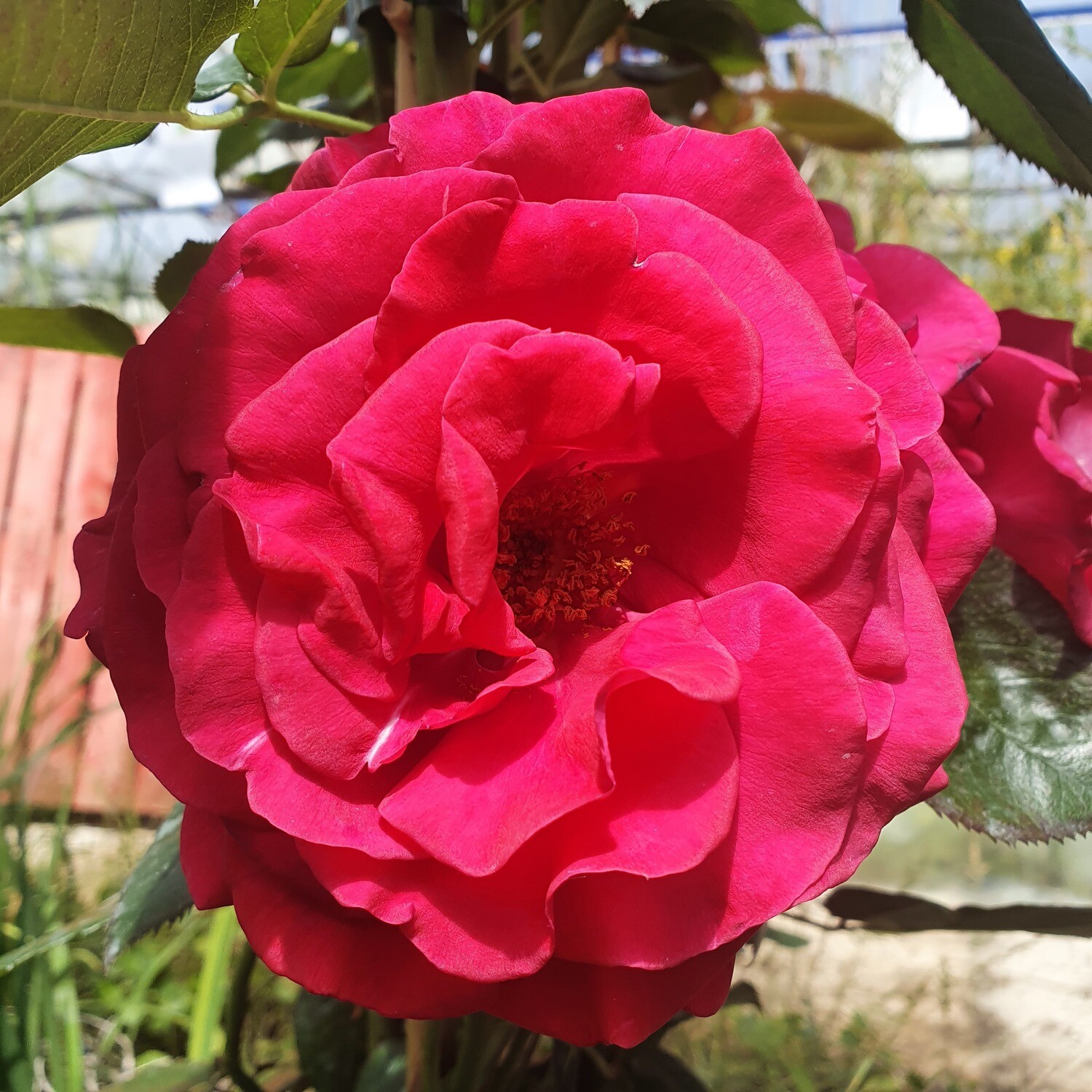 Rosier Grimpant Grand Huit