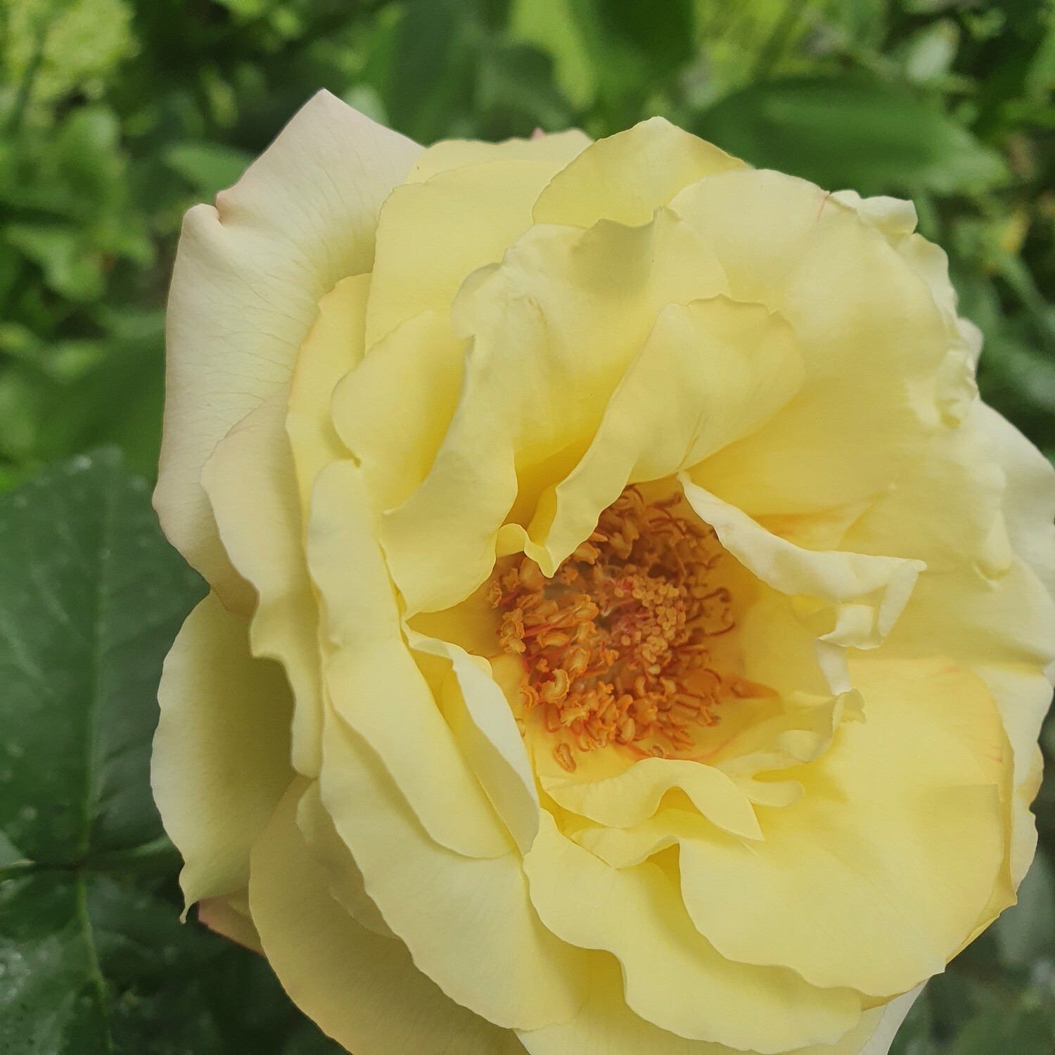Rosier Buisson Mme A.Meilland