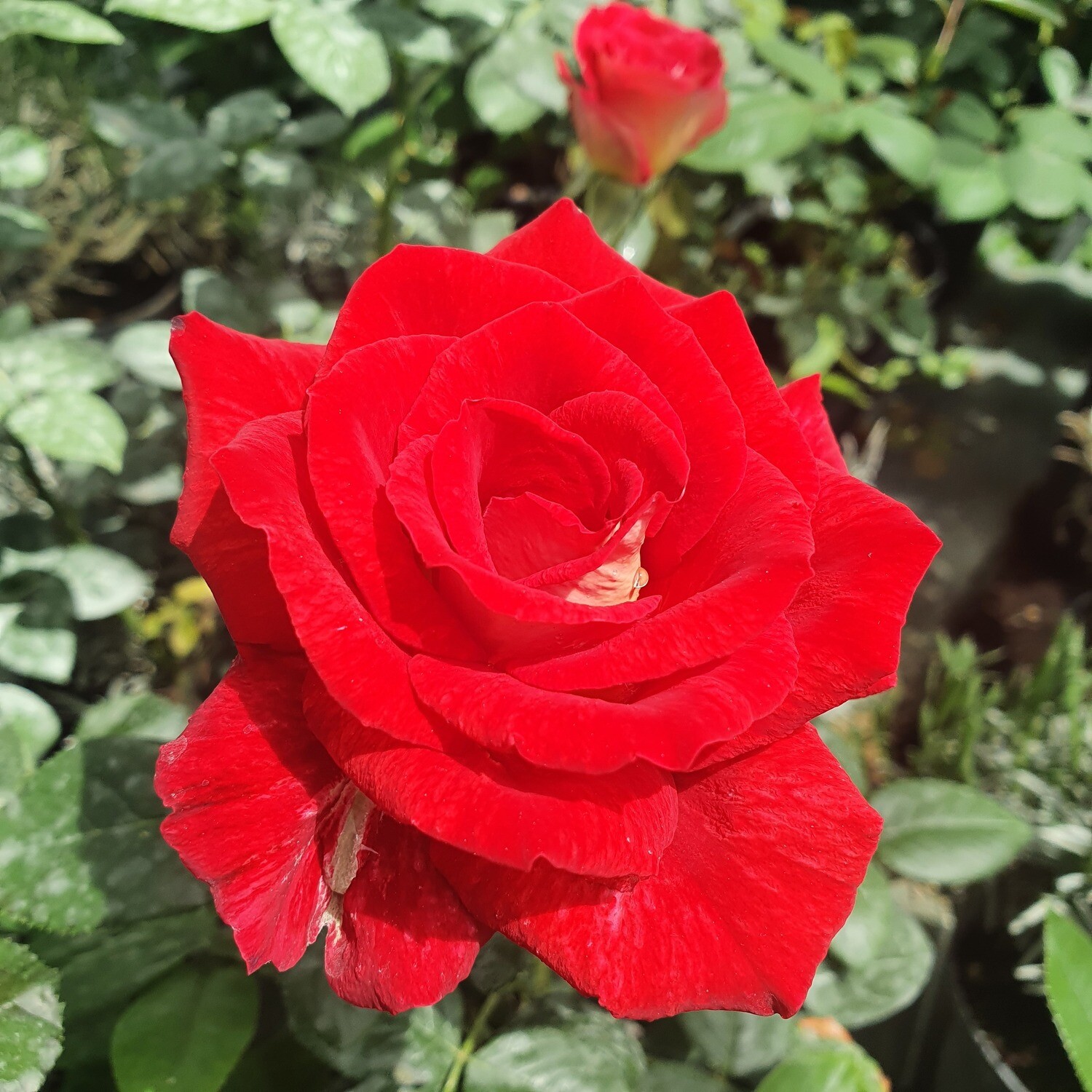 Rosier Buisson Bicolette