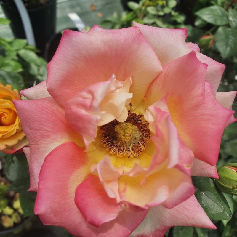 Rosier Buisson Chateau Giscours