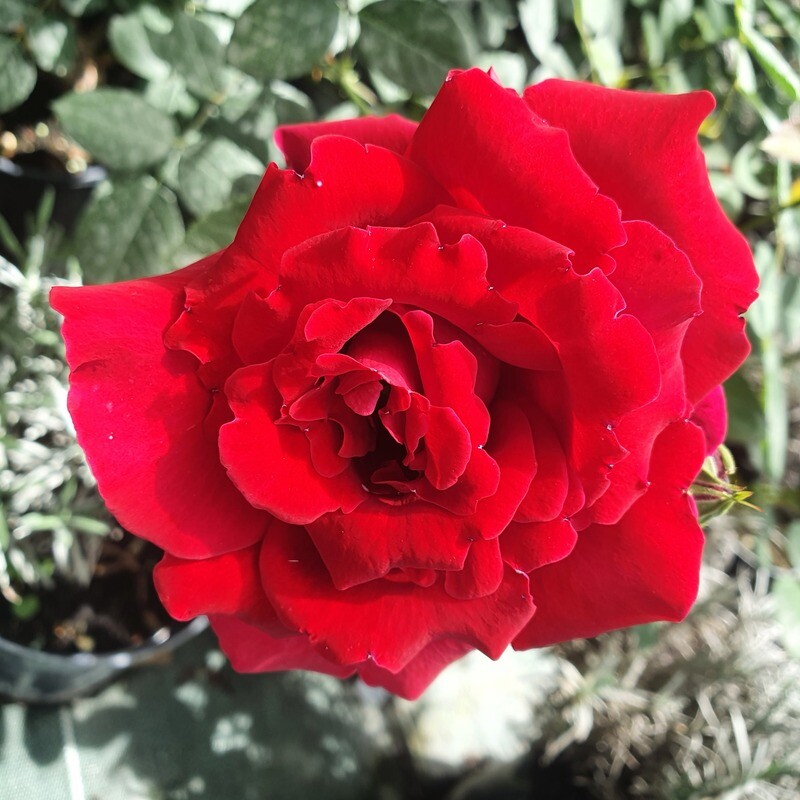 Rosier Buisson Carrousel
