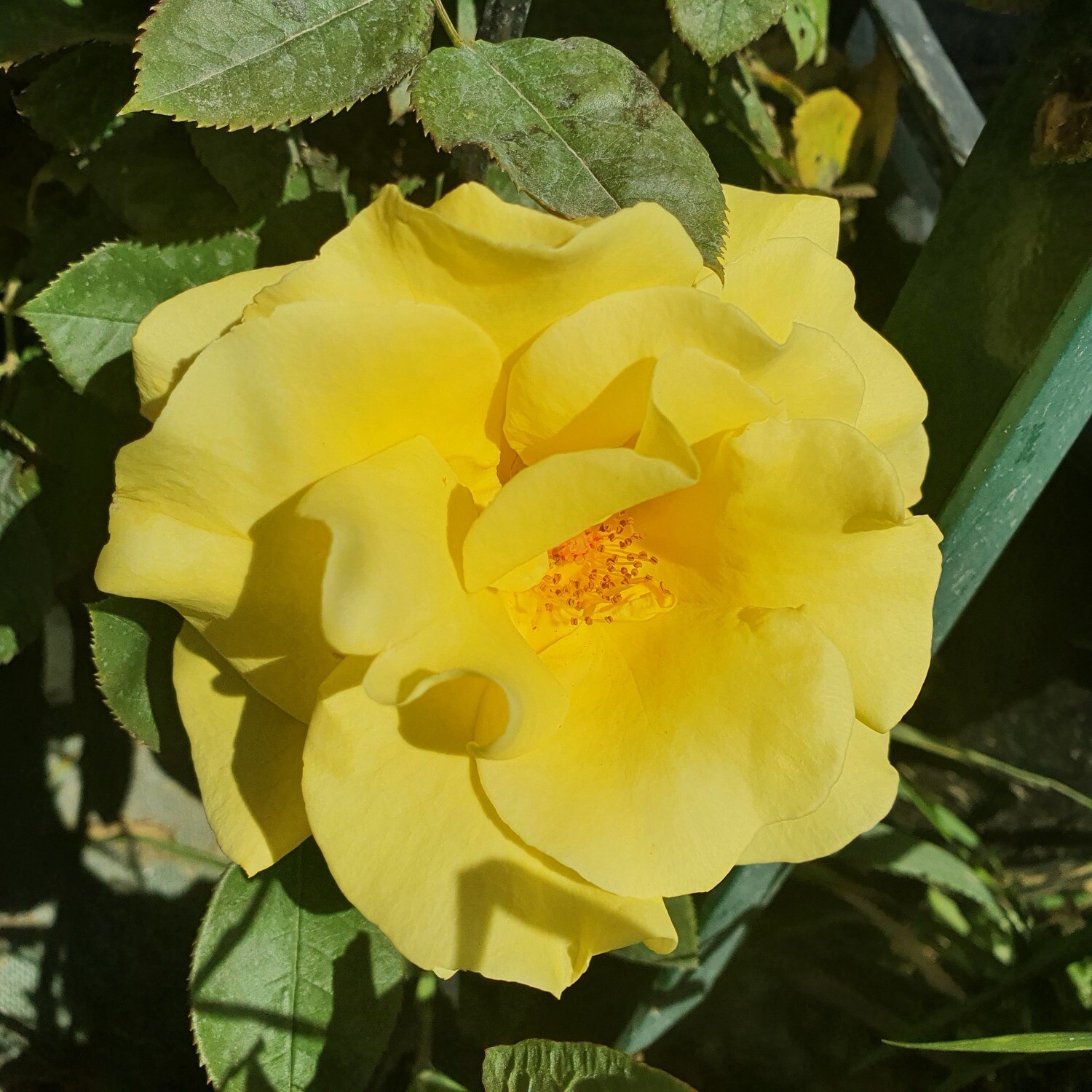 Rosier Buisson Saga Haemmerlin