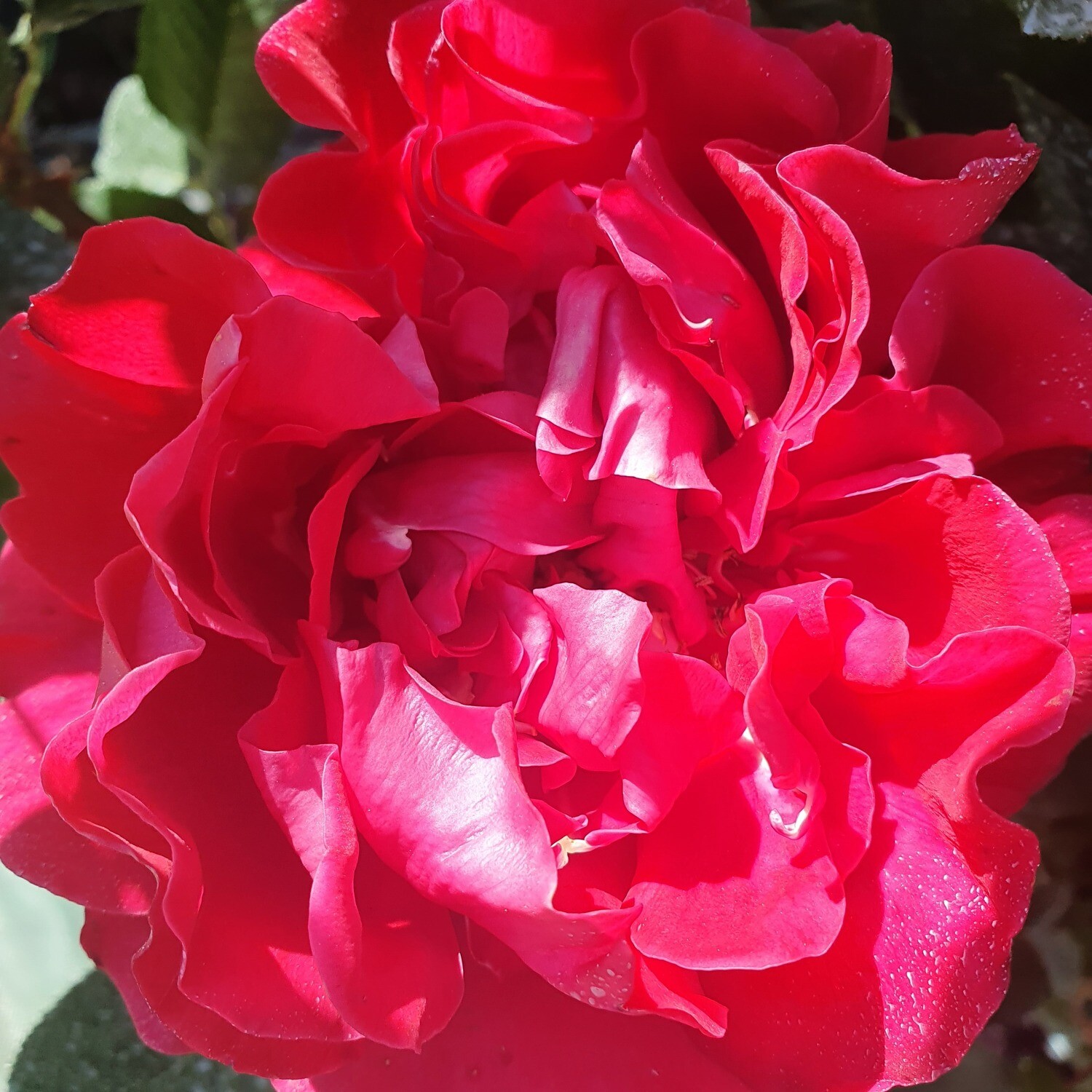 Rosier Buisson Marylou