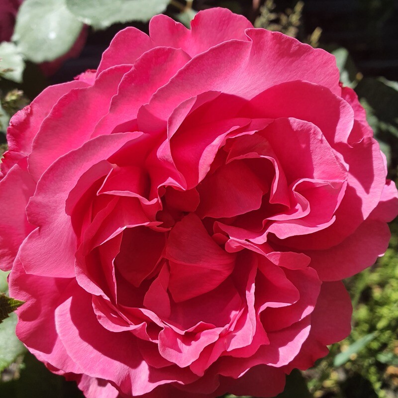 Rosier Buisson Yves Piaget
