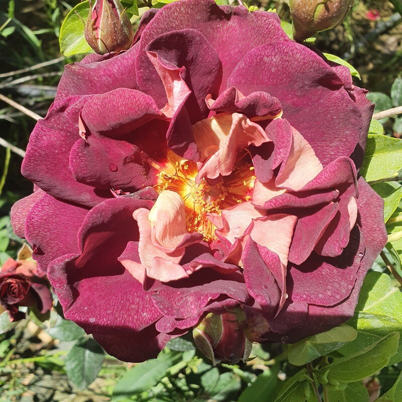 Rosier Buisson Eddy Mitchel