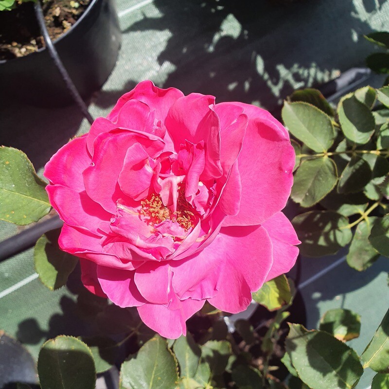 Rosier Buisson Pink Peace