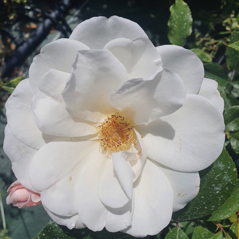 Rosier Buisson Iceberg