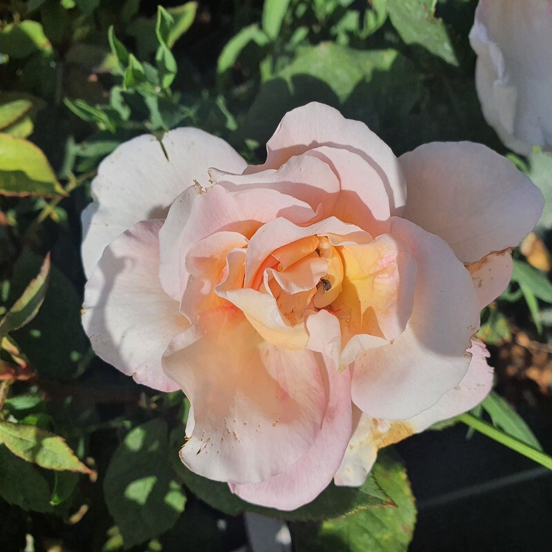 Rosier Buisson Michèle Meilland