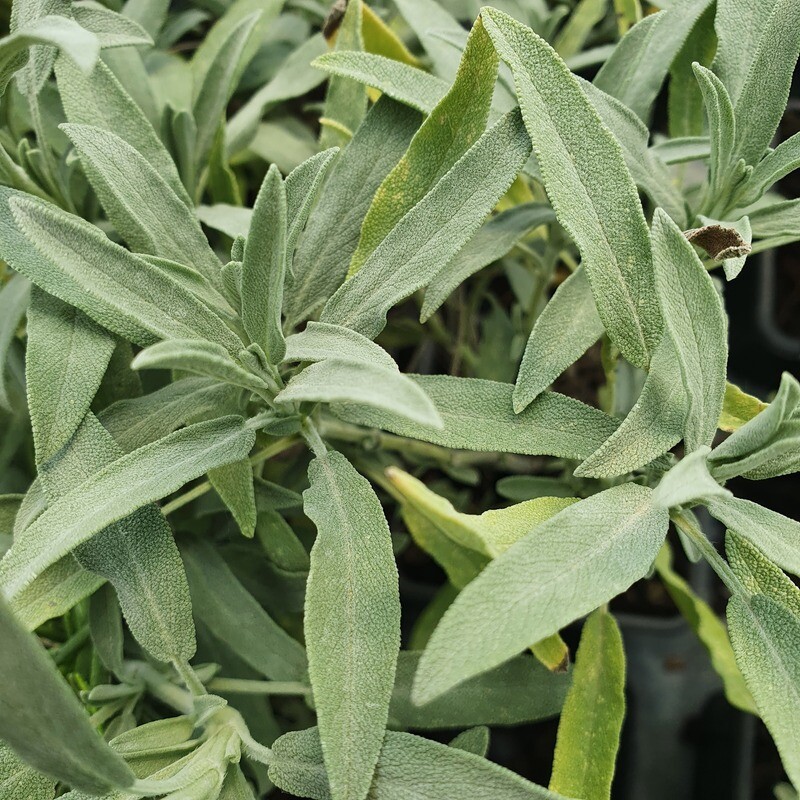 Sauge Officinale