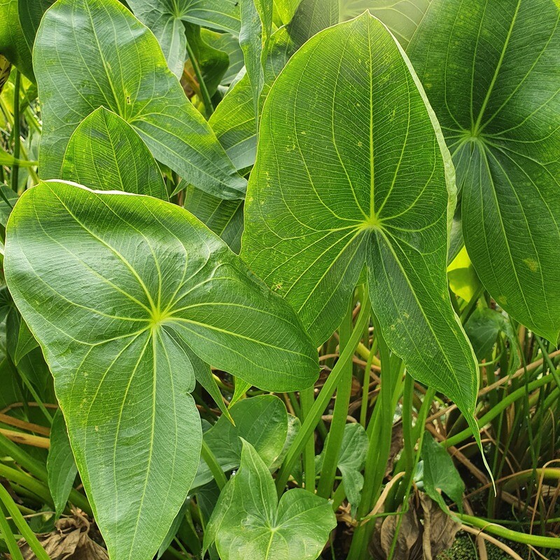 Sagittaire Sagittifolia