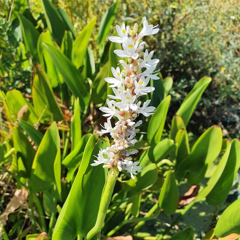 Pontederia Cordata Alba