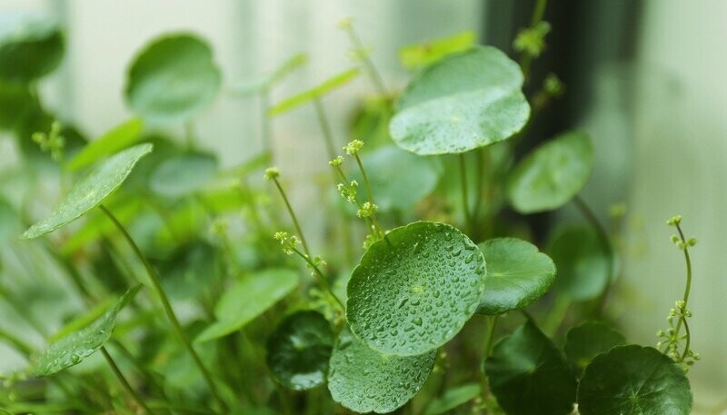Hydrocotyle