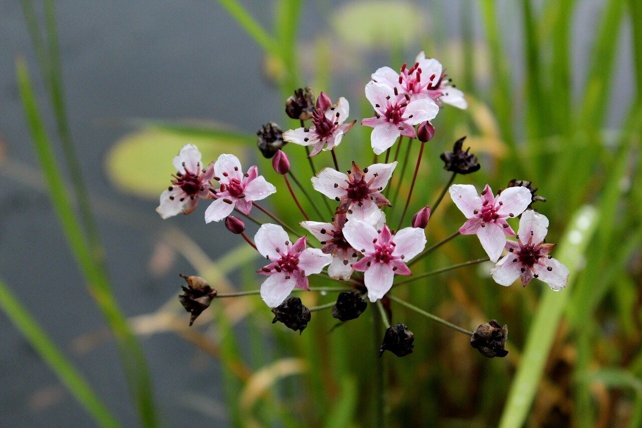 Butomus Umbellatus