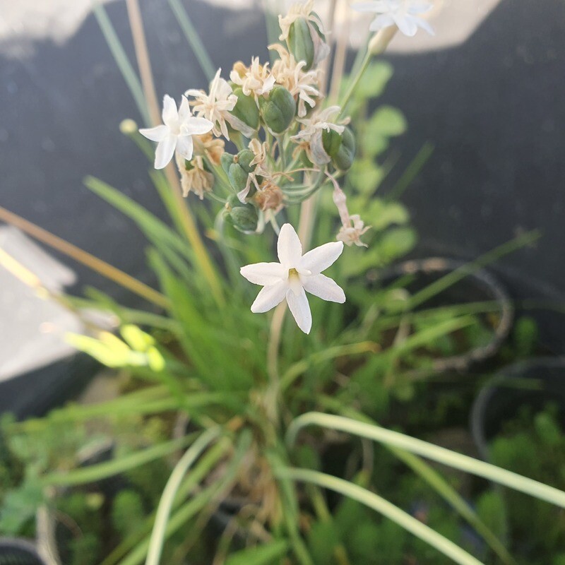 Tulbaghia Blanc