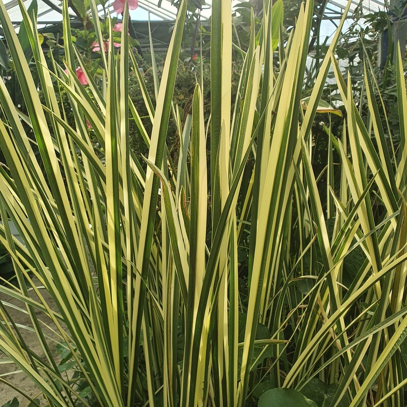 Acorus Calamus panaché