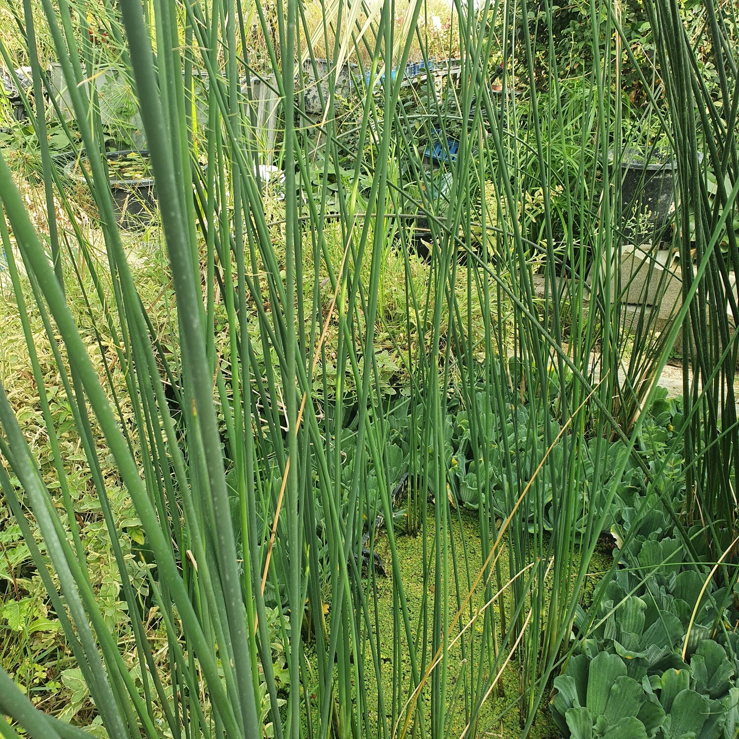 Scirpus Lacustris