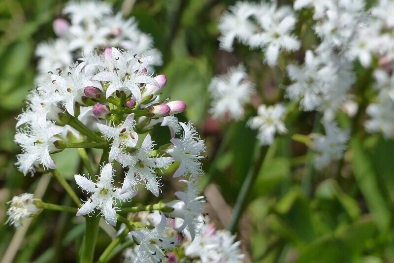 Menyanthe Trifoliata