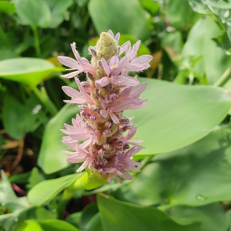 Pontederia Cordata Pink Pons