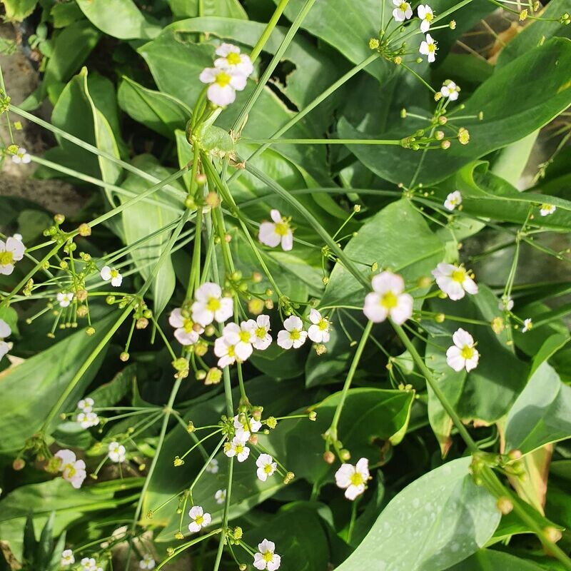 Alisma Plantago