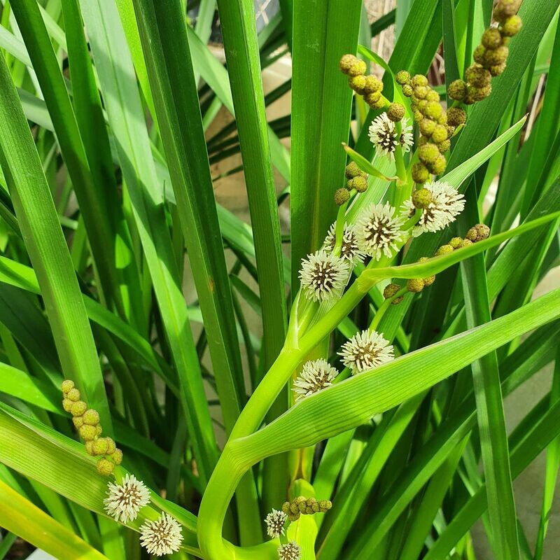 Sparganium Erectum