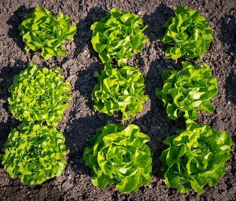 Salade