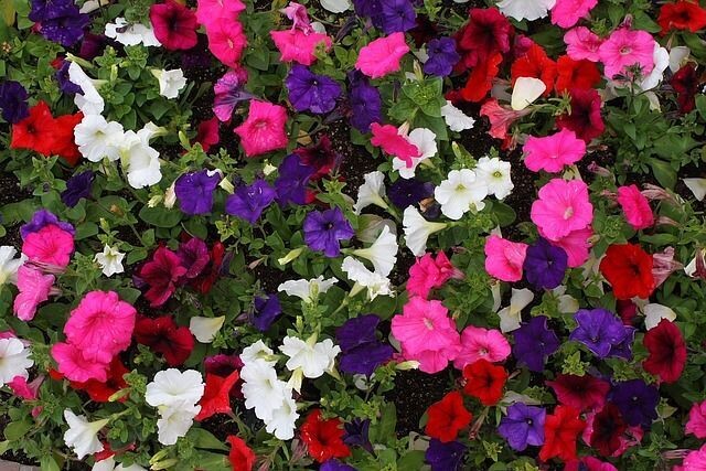 Petunia