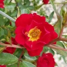 Rosier couvre sol Red Drift