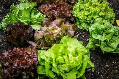 Plants Potagers