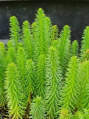 Plantes Oxygénantes