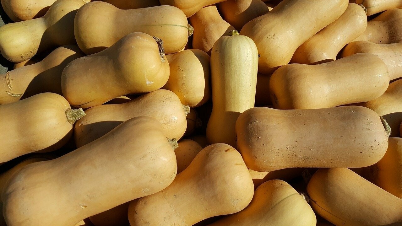 Courge
