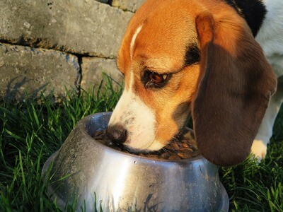 Pet Food