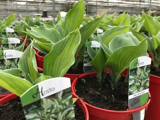 Hosta Fire And Ice Hosta Fire And Ice