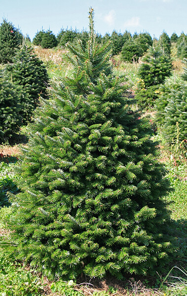 Christmas Tree - Nordmann Fir