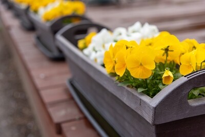 Seasonal Plants