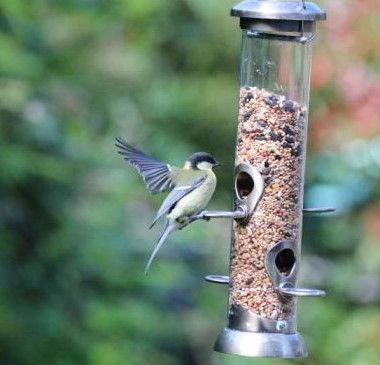 Wild Bird Care