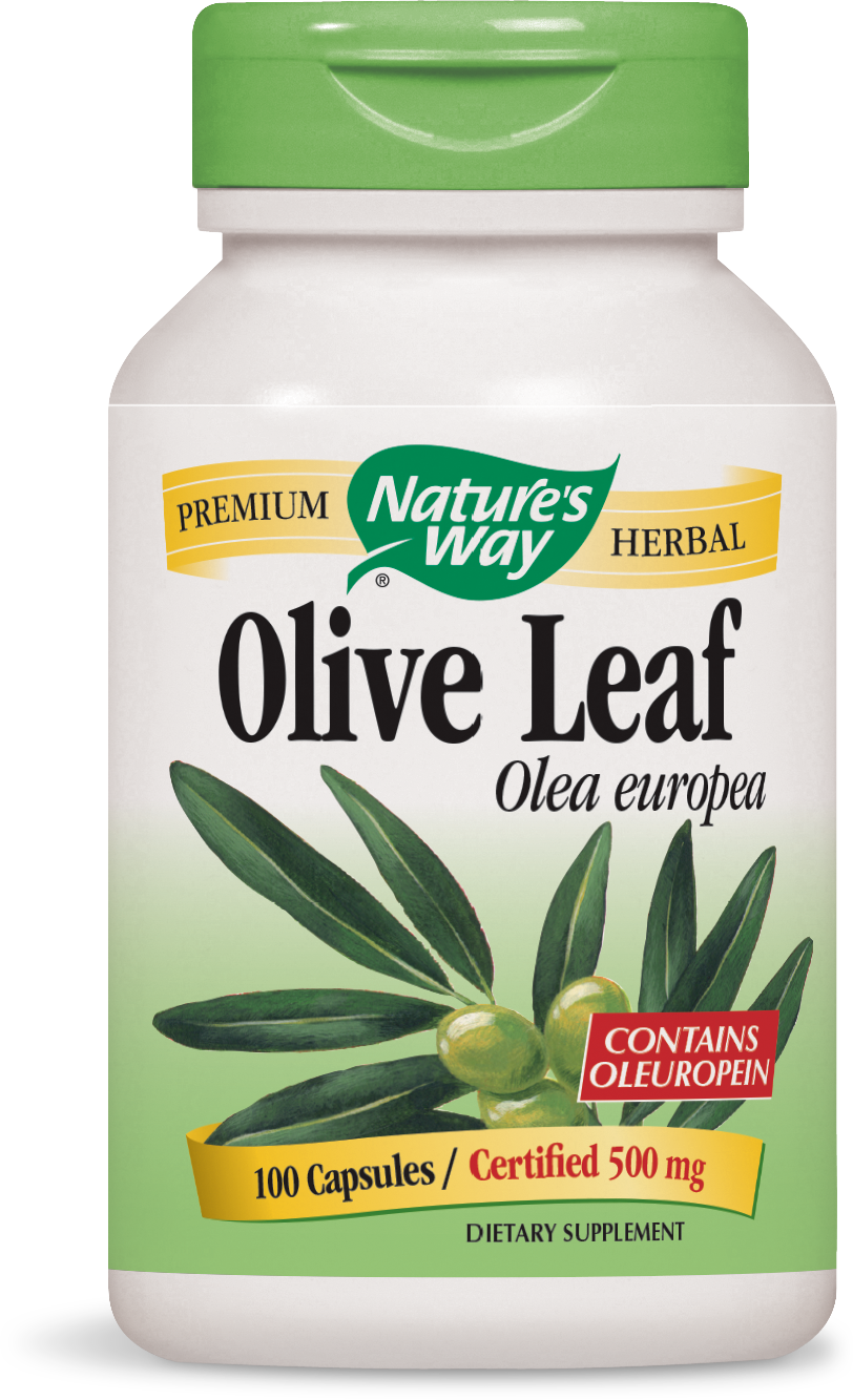 Olive Leaf Olea europea Olive Leaf Olea europea